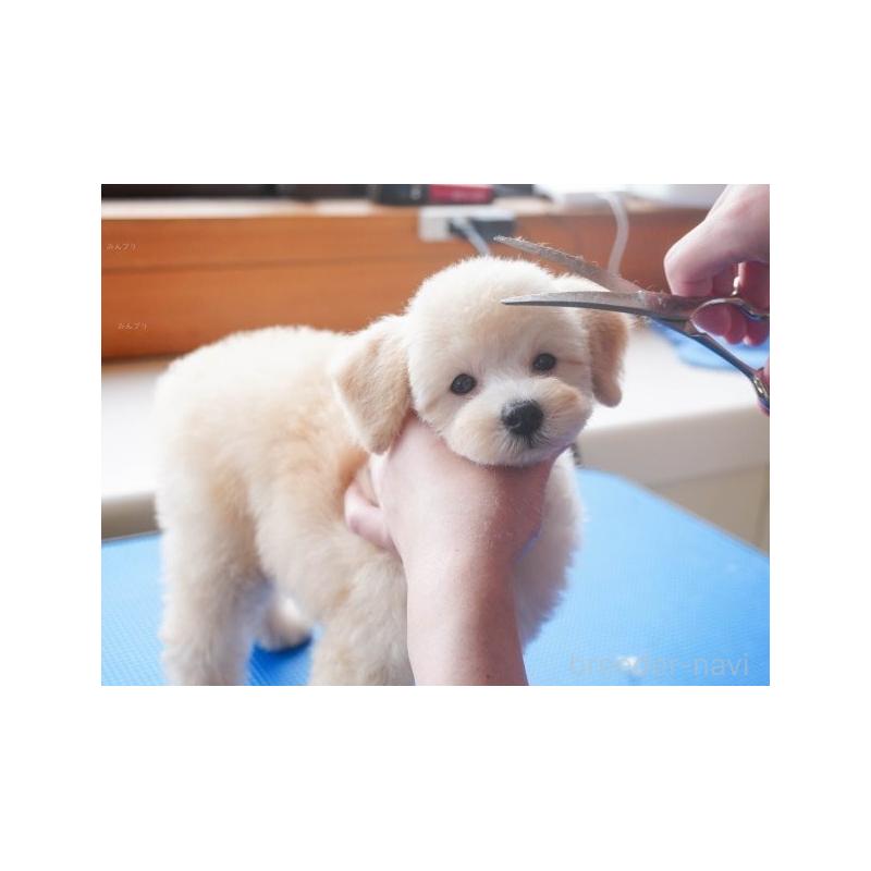 販売中の静岡県のミックス犬-450903の14枚目