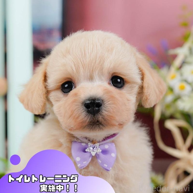 販売中の静岡県のミックス犬-450903の1枚目