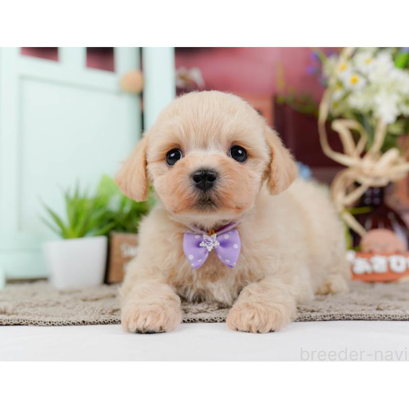 販売中の静岡県のミックス犬-450903の10枚目