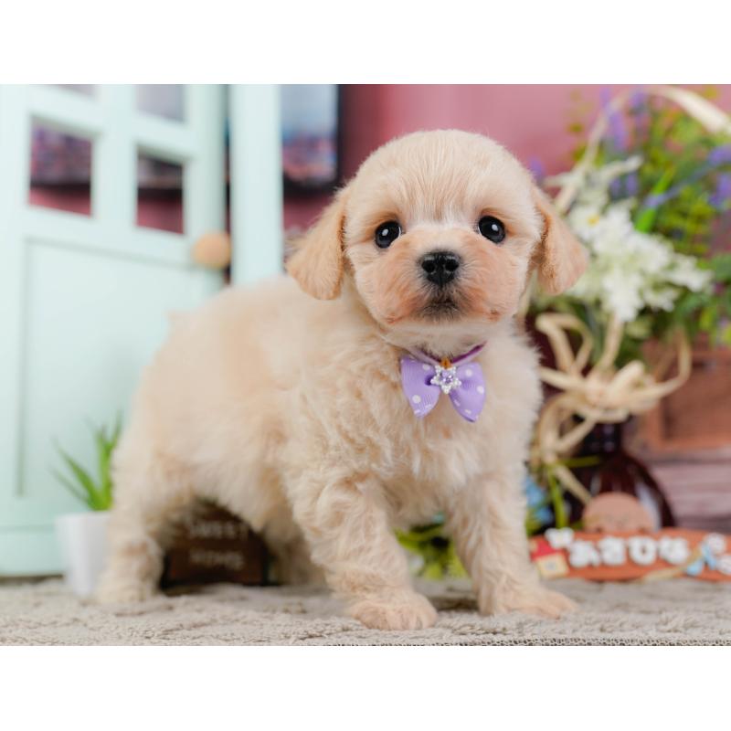 販売中の静岡県のミックス犬-450903の9枚目