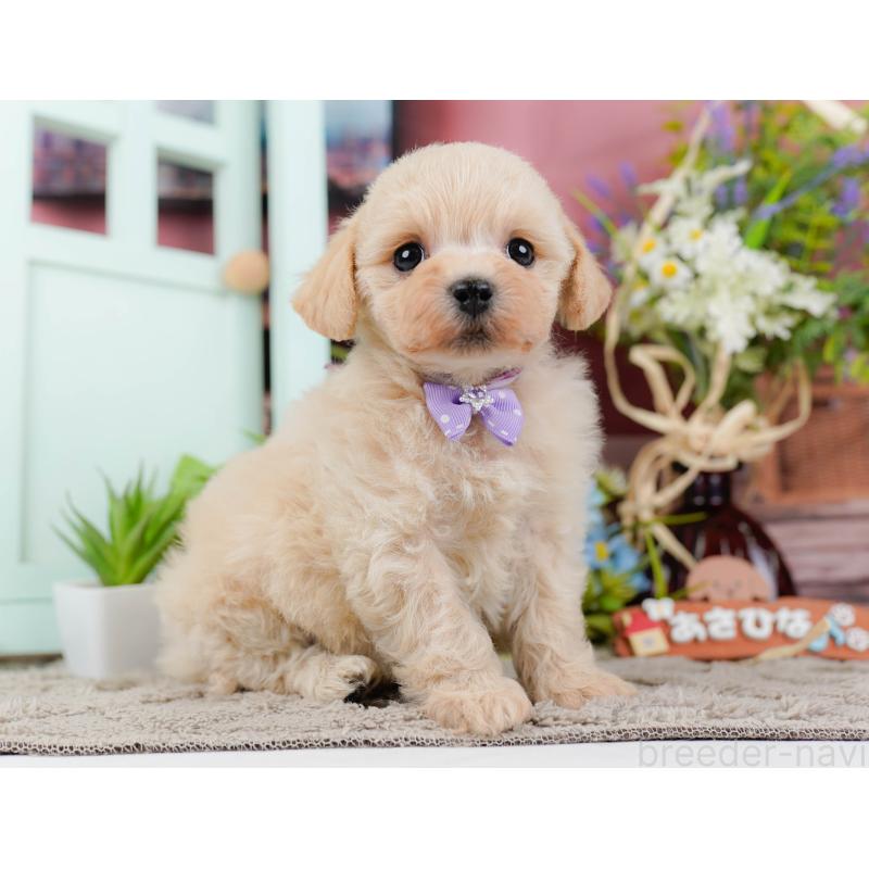 販売中の静岡県のミックス犬-450903の8枚目