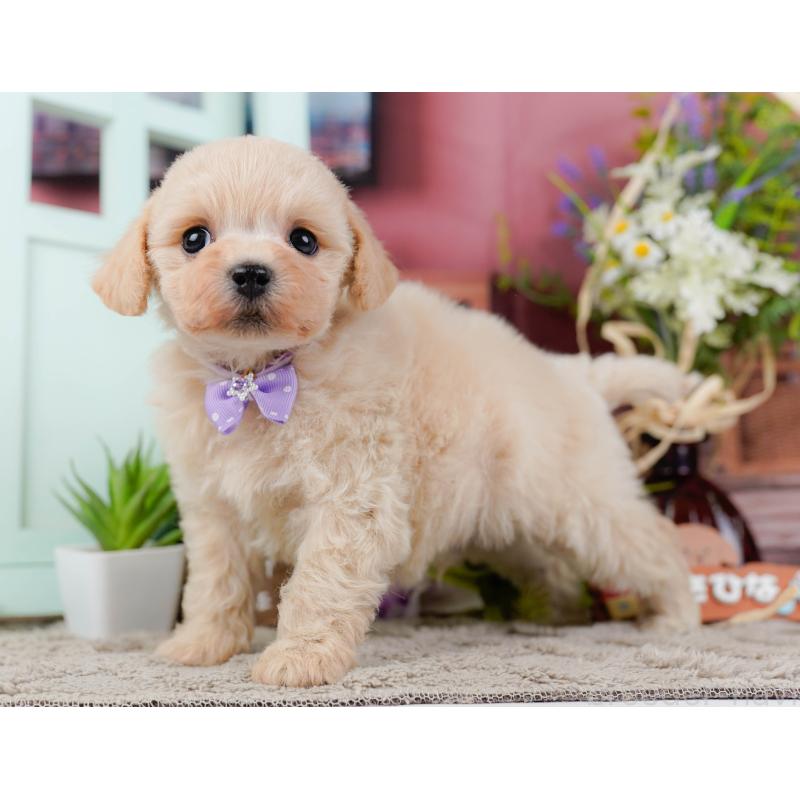 販売中の静岡県のミックス犬-450903の6枚目