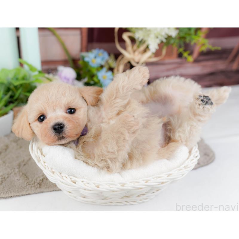 販売中の静岡県のミックス犬-450903の5枚目