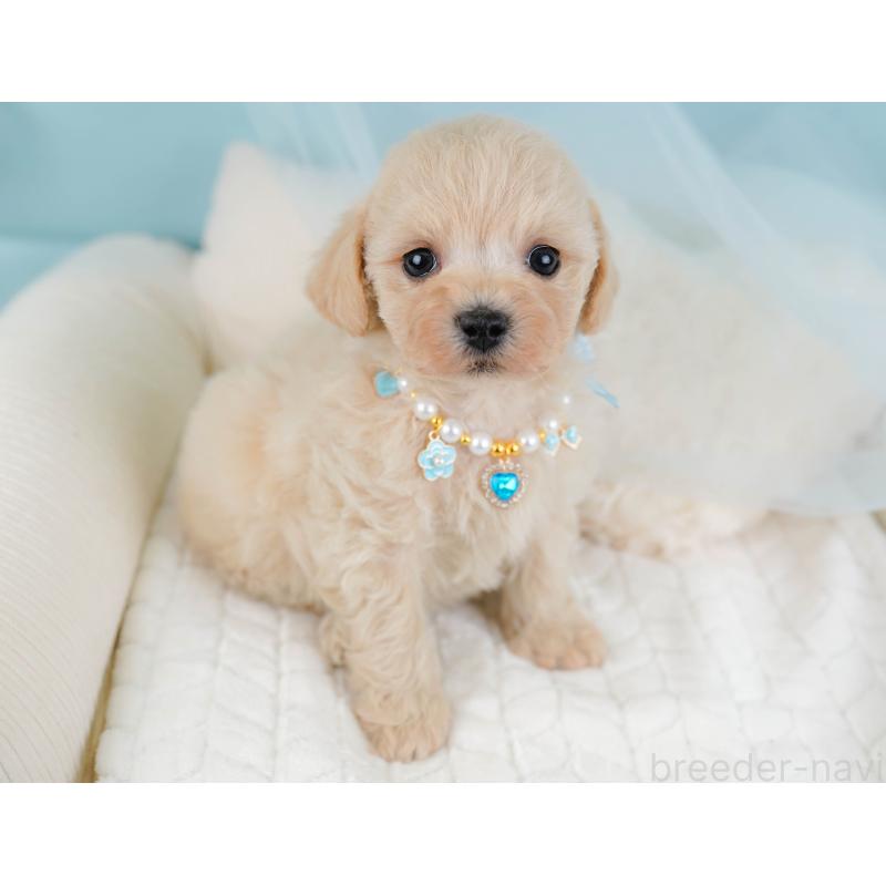 販売中の静岡県のミックス犬-450903の4枚目