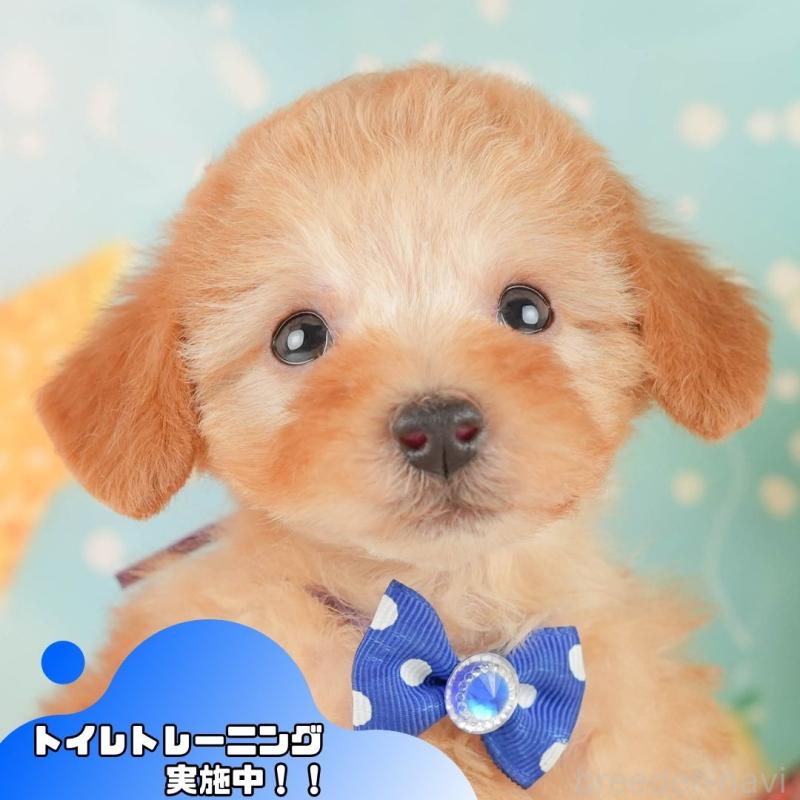 販売中の静岡県のトイプードル-450908の1枚目