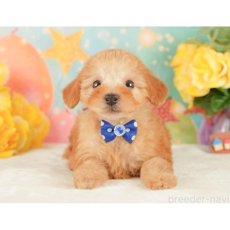 販売中の静岡県のトイプードル-450908の10枚目