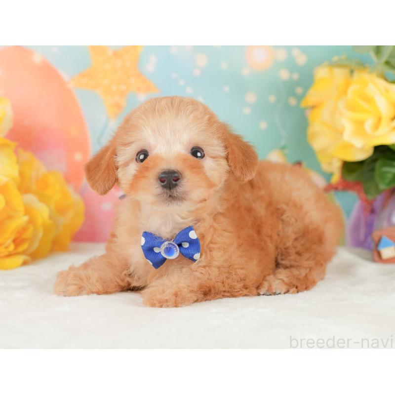 販売中の静岡県のトイプードル-450908の9枚目