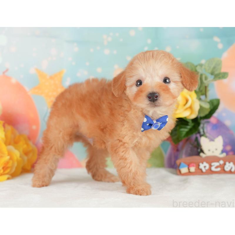 販売中の静岡県のトイプードル-450908の8枚目