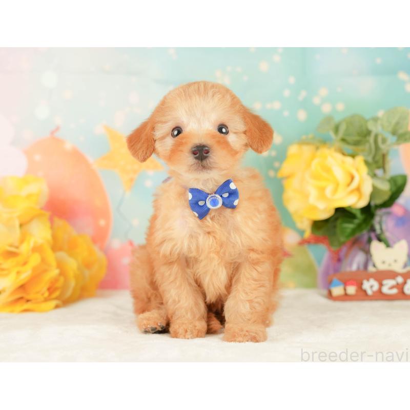 販売中の静岡県のトイプードル-450908の7枚目