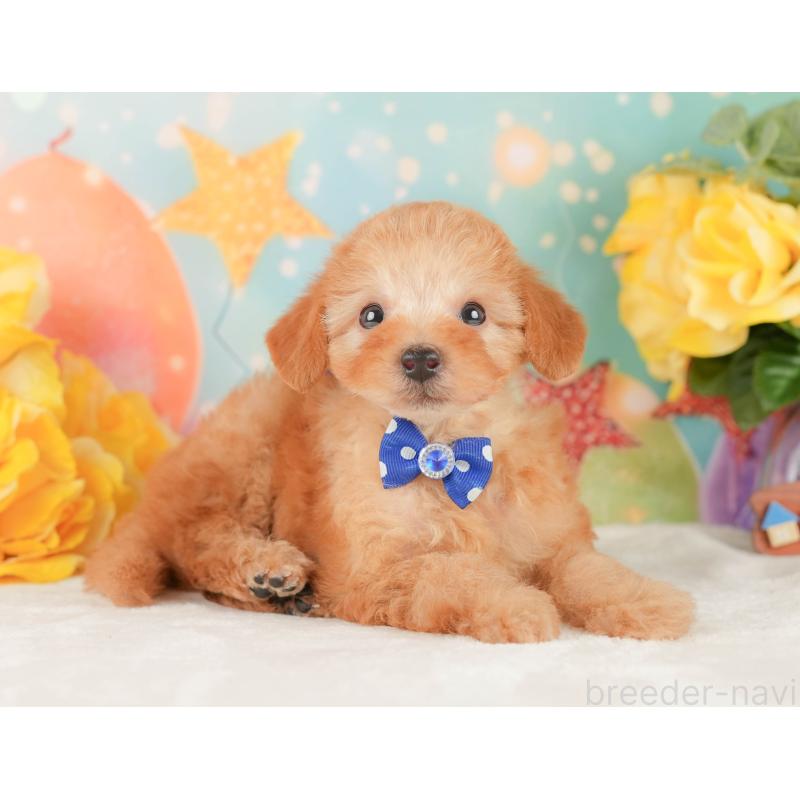 販売中の静岡県のトイプードル-450908の6枚目