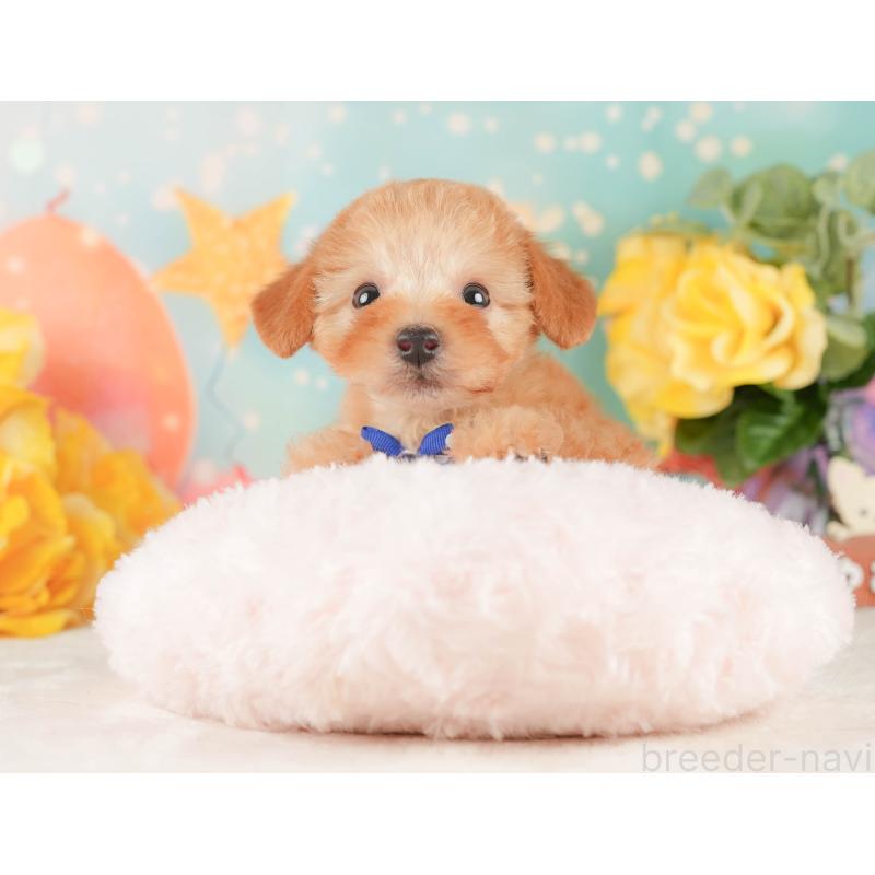 販売中の静岡県のトイプードル-450908の5枚目