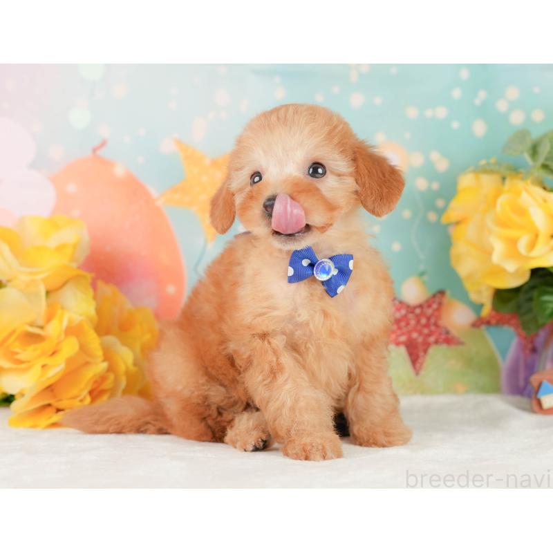 販売中の静岡県のトイプードル-450908の4枚目