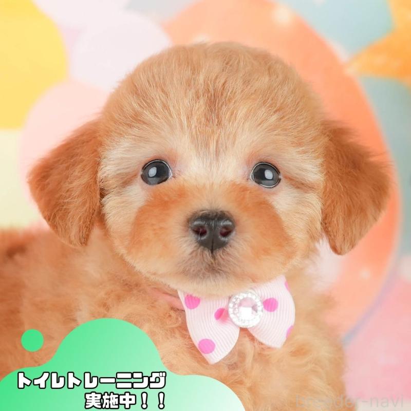 販売中の静岡県のトイプードル-450910の1枚目