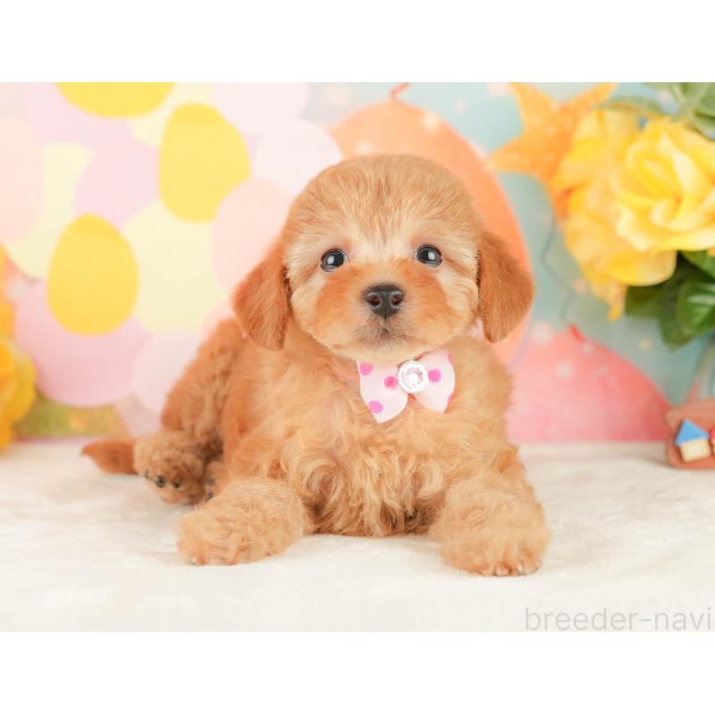 販売中の静岡県のトイプードル-450910の10枚目