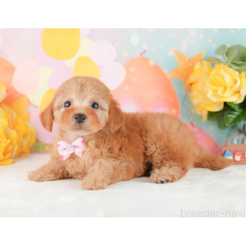 販売中の静岡県のトイプードル-450910の8枚目