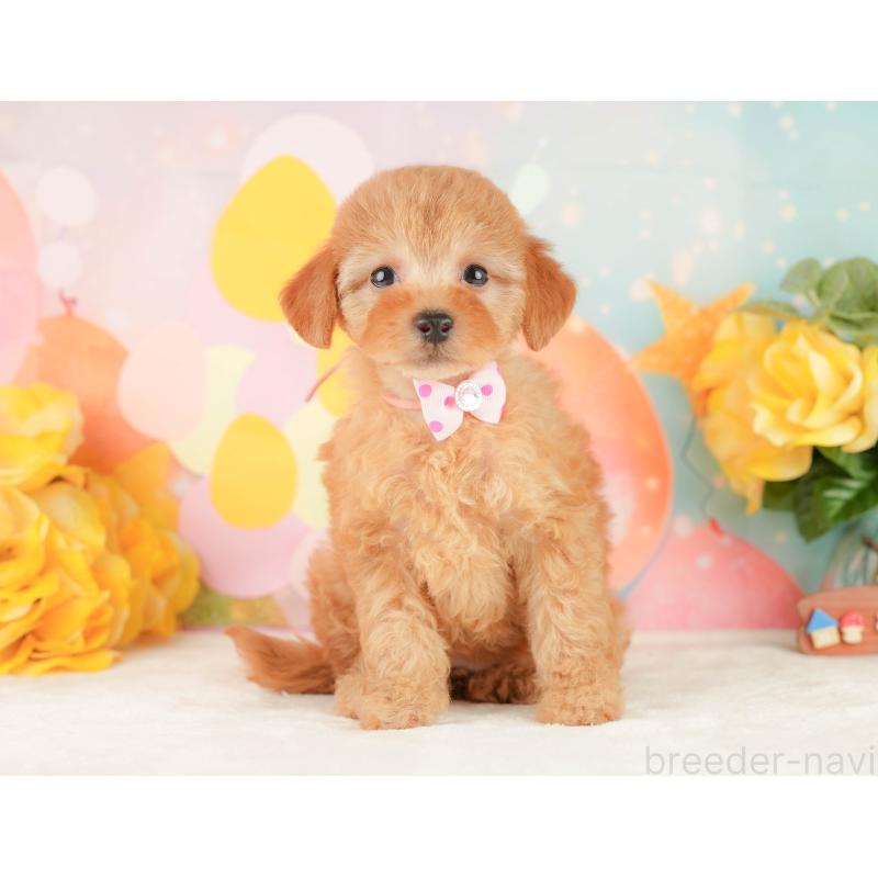 販売中の静岡県のトイプードル-450910の7枚目