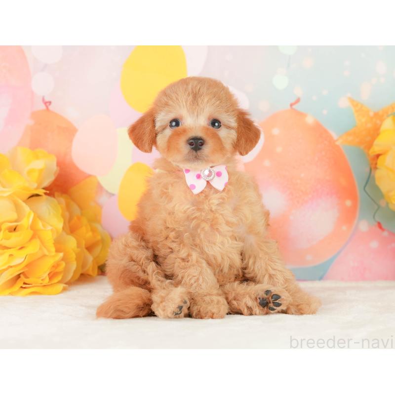 販売中の静岡県のトイプードル-450910の6枚目