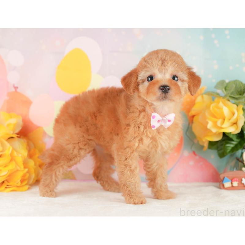 販売中の静岡県のトイプードル-450910の5枚目