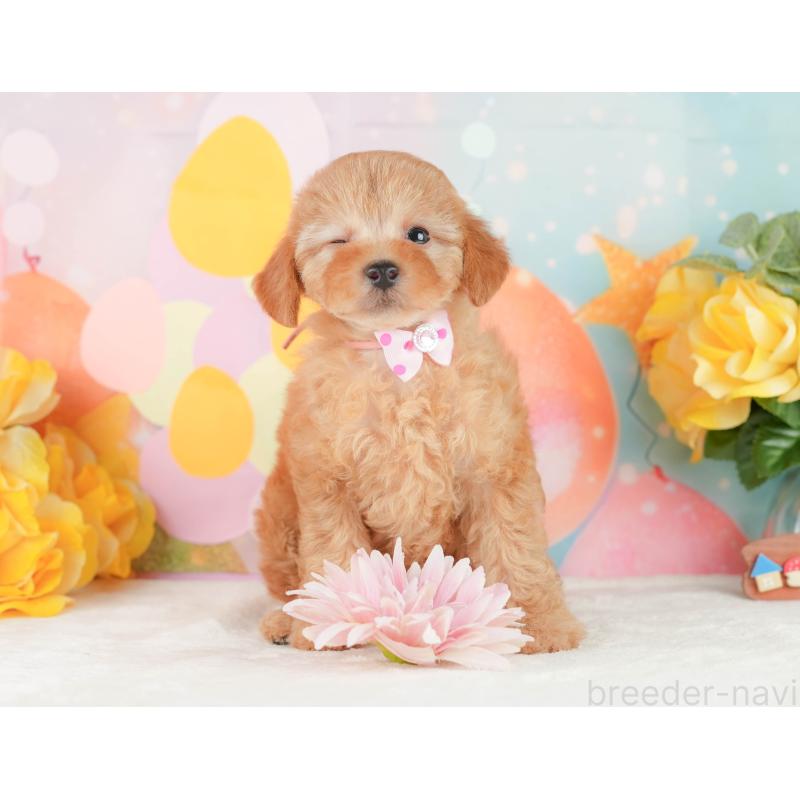 販売中の静岡県のトイプードル-450910の4枚目