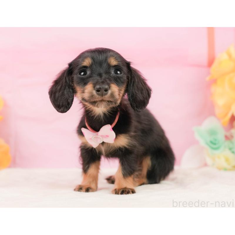 販売中の静岡県のミニチュアダックスフンド(ロングヘアード)-450912の8枚目