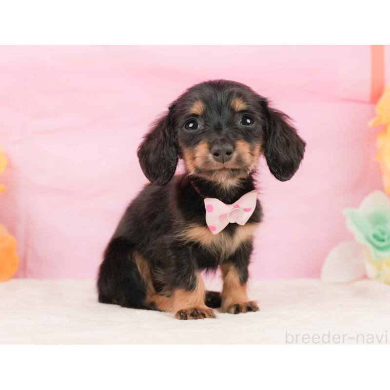 販売中の静岡県のミニチュアダックスフンド(ロングヘアード)-450912の7枚目