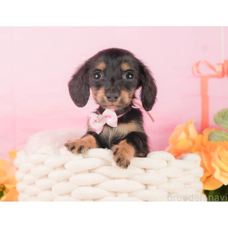 販売中の静岡県のミニチュアダックスフンド(ロングヘアード)-450912の5枚目