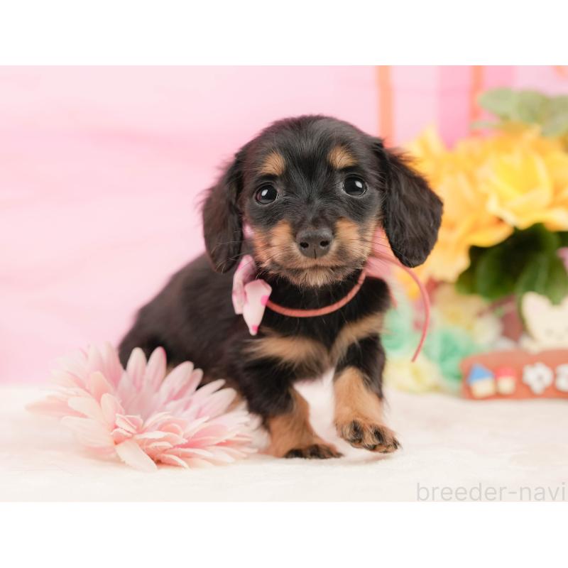 販売中の静岡県のミニチュアダックスフンド(ロングヘアード)-450912の4枚目