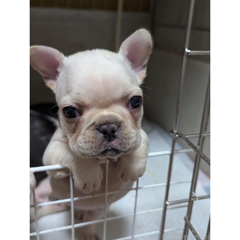 販売中の愛知県のフレンチブルドッグ-446591