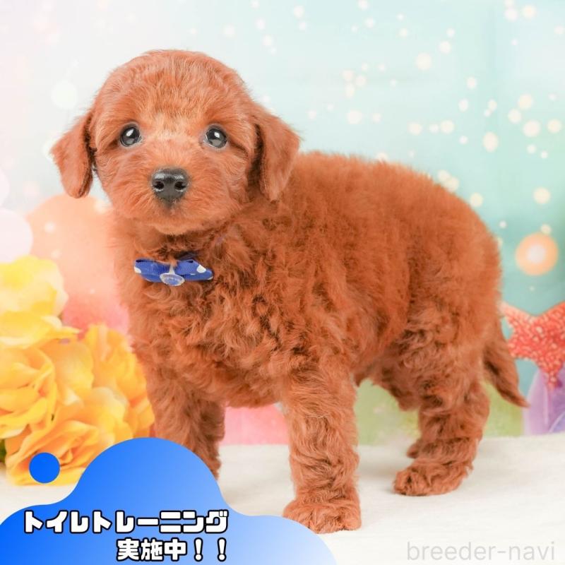 販売中の静岡県のトイプードル-450914の1枚目