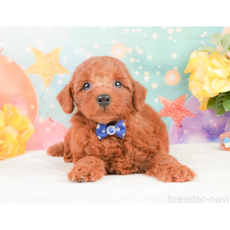 販売中の静岡県のトイプードル-450914の10枚目