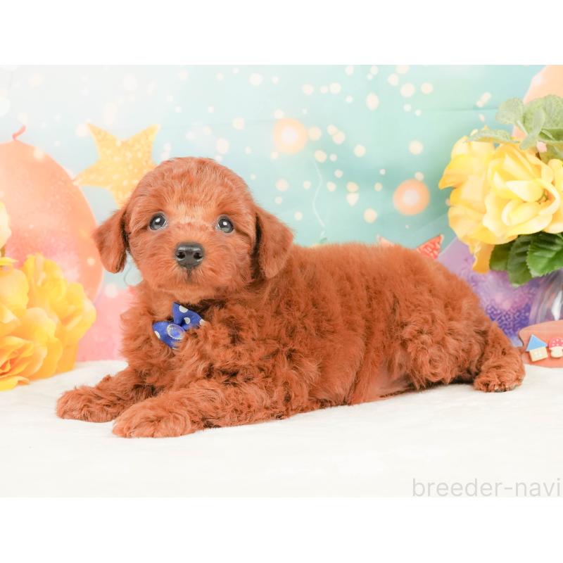 販売中の静岡県のトイプードル-450914の8枚目