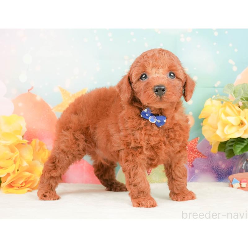 販売中の静岡県のトイプードル-450914の7枚目