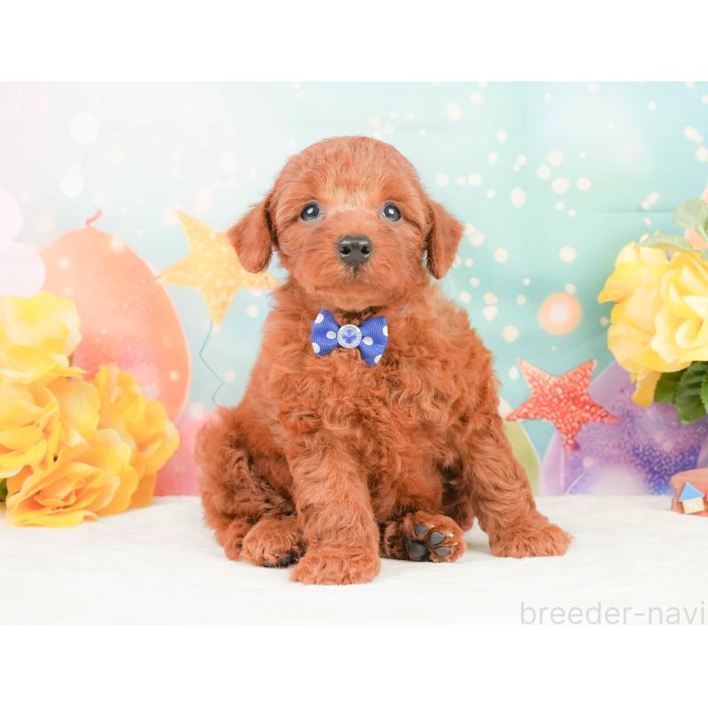 販売中の静岡県のトイプードル-450914の6枚目