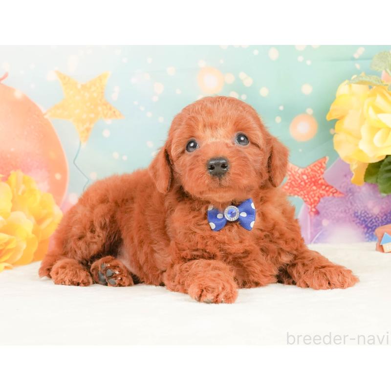 販売中の静岡県のトイプードル-450914の5枚目