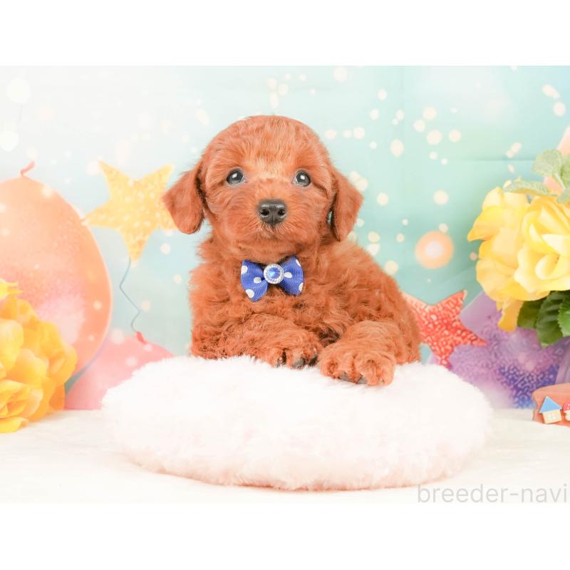 販売中の静岡県のトイプードル-450914の4枚目