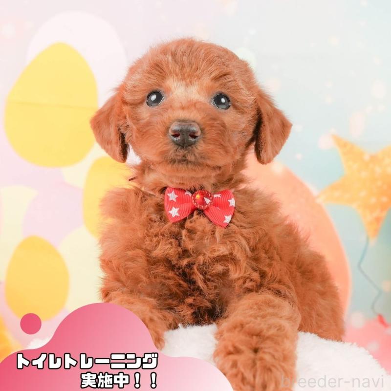 販売中の静岡県のトイプードル-450915