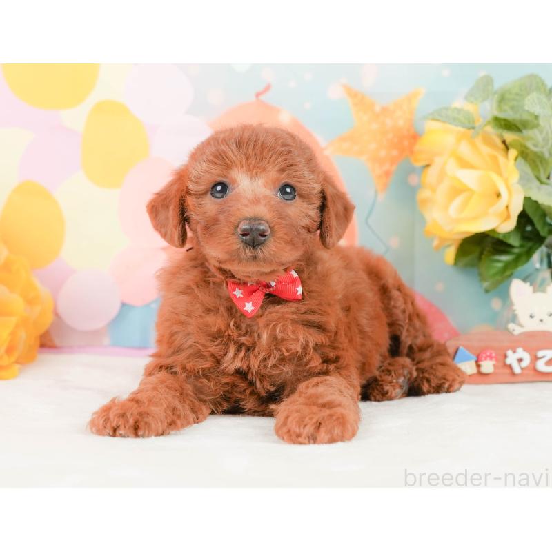 販売中の静岡県のトイプードル-450915の10枚目