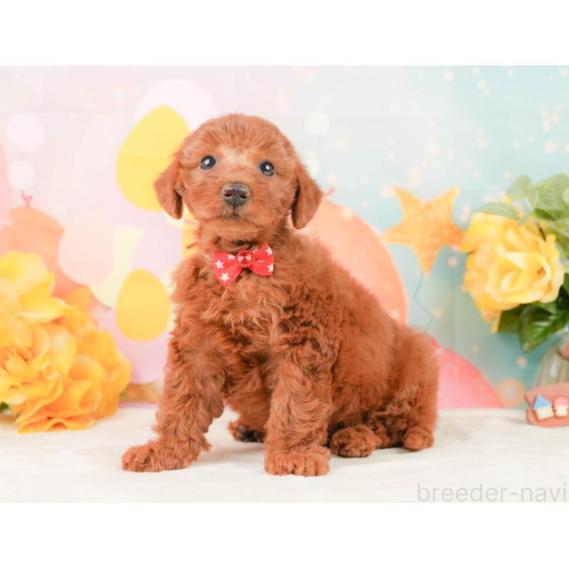 販売中の静岡県のトイプードル-450915の9枚目