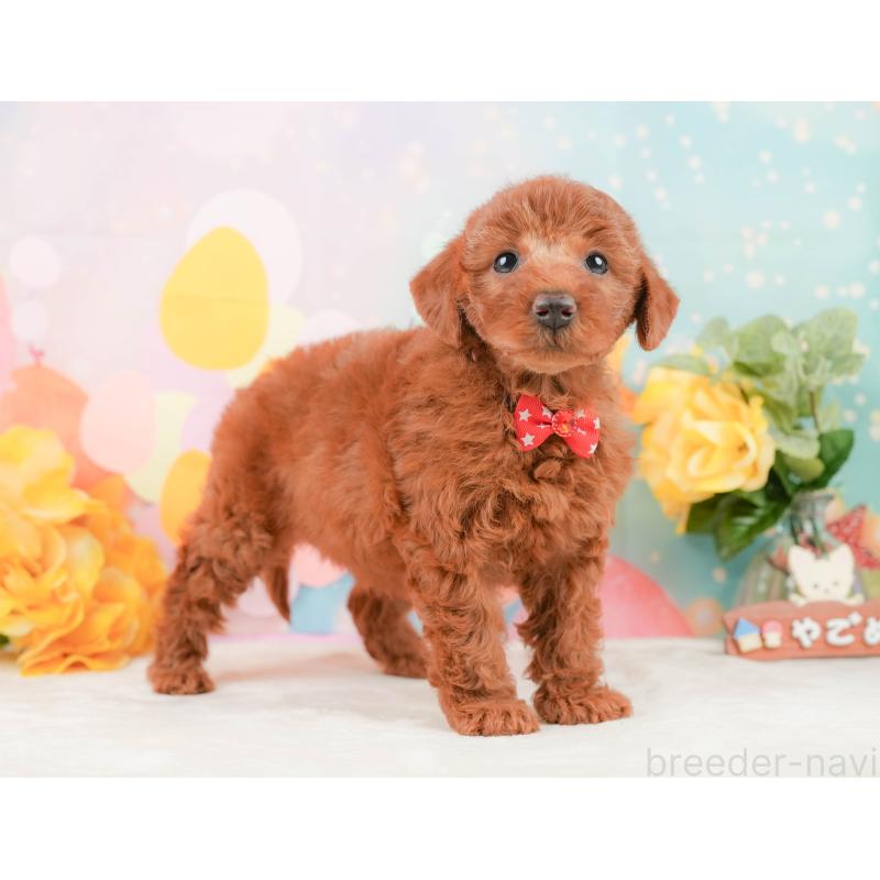 販売中の静岡県のトイプードル-450915の8枚目