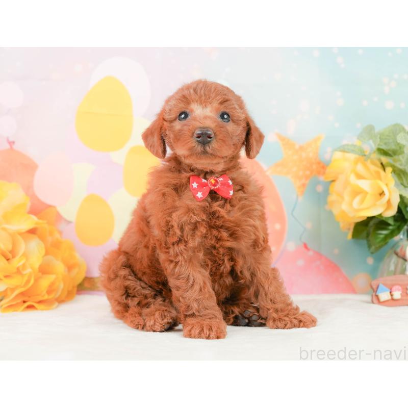 販売中の静岡県のトイプードル-450915の7枚目