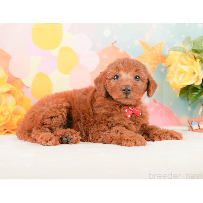 販売中の静岡県のトイプードル-450915の6枚目