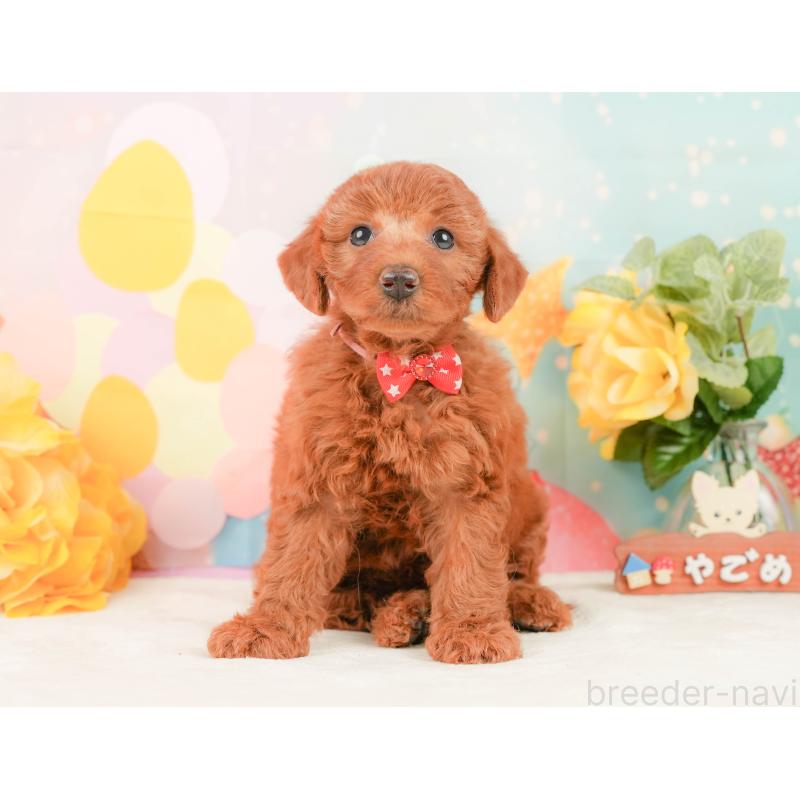 販売中の静岡県のトイプードル-450915の5枚目