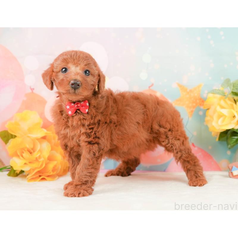 販売中の静岡県のトイプードル-450915の4枚目