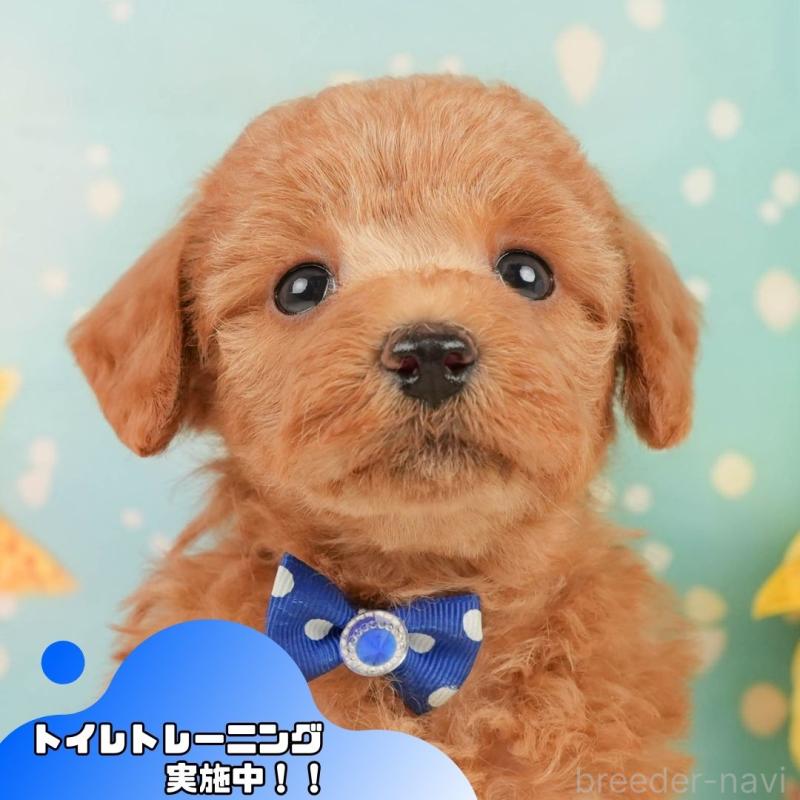 販売中の静岡県のトイプードル-450918