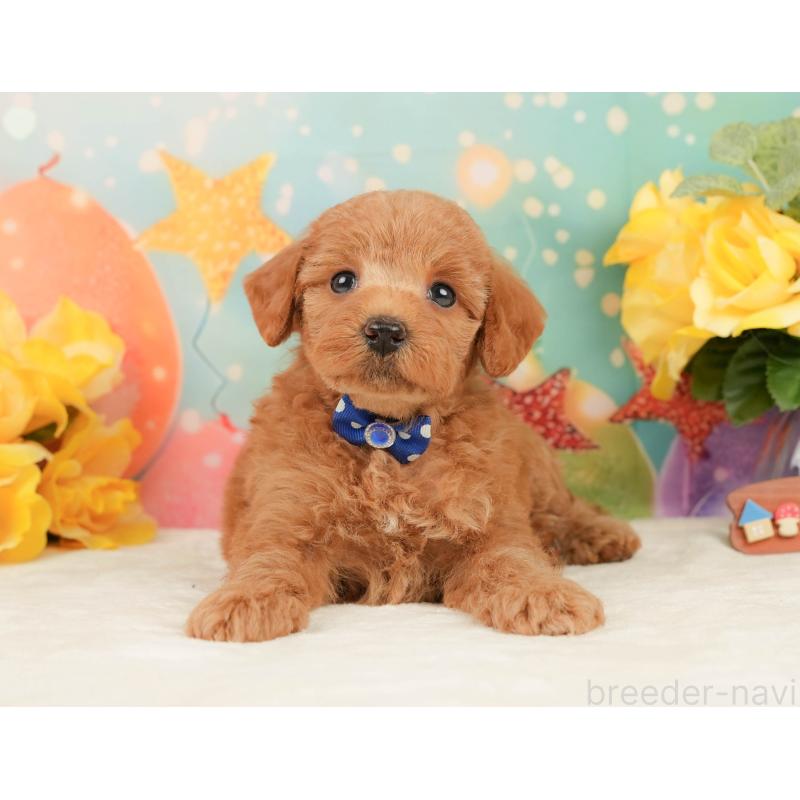 販売中の静岡県のトイプードル-450918の10枚目