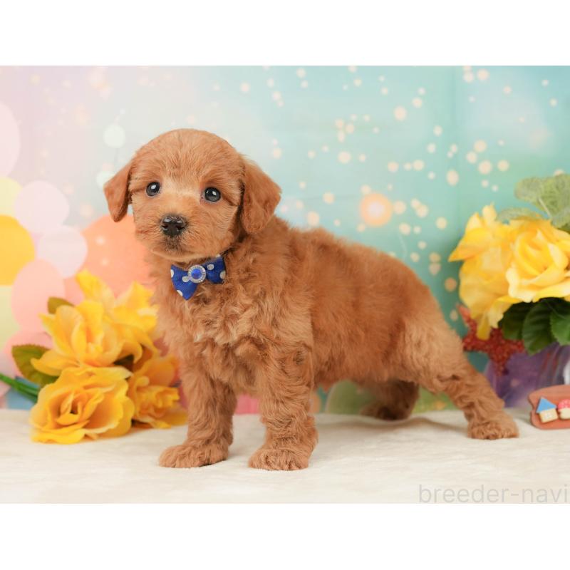 販売中の静岡県のトイプードル-450918の9枚目