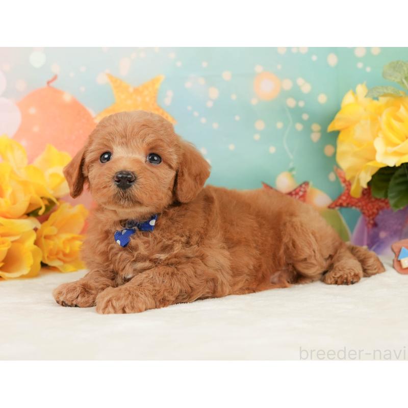 販売中の静岡県のトイプードル-450918の8枚目