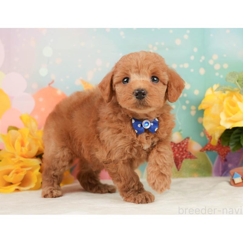 販売中の静岡県のトイプードル-450918の7枚目