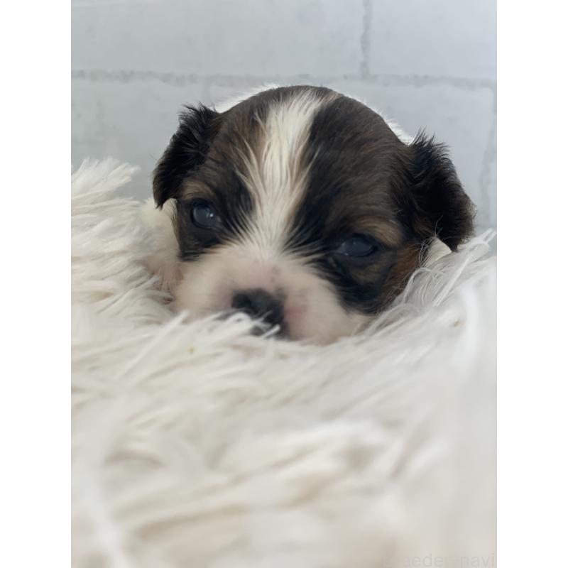 販売中の千葉県のパピヨン-449506の3枚目