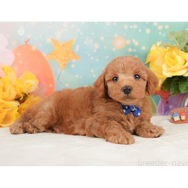 販売中の静岡県のトイプードル-450918の5枚目